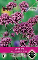 Bloemenzaden Verbena Bonariensis - 5 Zaden - Paars - Bloeitijd: Juli tot Oktober - Zaad