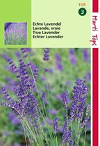 2 stuks Hortitops Lavendel Lavandula Officinalis