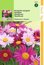 2 stuks Hortitops Pyrethrum Hybridum Robinson S Giants Gemengd