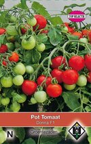 2 stuks Van Hemert & Co Pot tomaat Donna F1