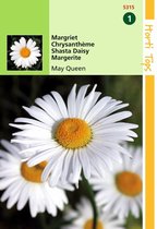 2 stuks Hortitops Chrysanthemum Vernale Leuc.May Queen
