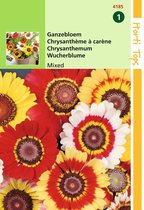 2 stuks Chrysanthemum Carinatum Gemengd