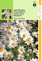 2 stuks - Hortitops - Chrysanthemum Max.Nanum Silver Princess