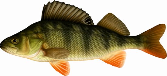 Vistrofee Real Fish Baars 23 cm Prijs Roofvis Wedstrijd Viswedstrijd Visprijs Wedstrijdprijzen Vis van Vistrofee — afbeelding 2