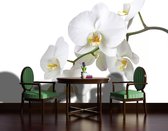 Flowers Orchids Nature White Photo Wallcovering