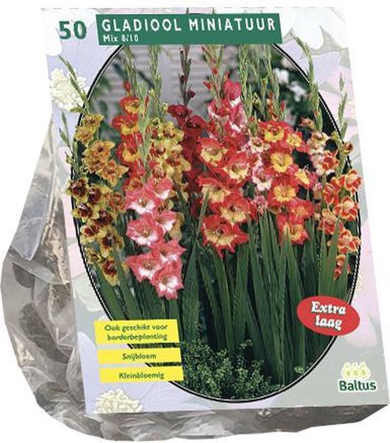 Gladiolus Miniatuur Gemengd per 50 Snijbloem Pluktuin Gladiool