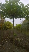 Grote Dakplataan | Platanus hispanica | Stamomtrek: 30-35 cm