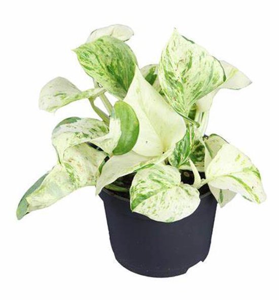 Betere bol.com | Epipremnum Happy Leaf Hangplant in 12cm Kwekerij pot FH-25