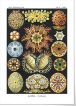 Art print ‘Ernst Haeckels Kunstvormen der natuur - Ascidiae (Zakpijpen)’ 50x70 cm.