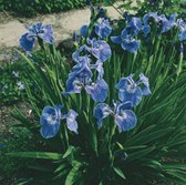 6 x Iris setosa - BORSTELIGE IRIS - pot 9 x 9 cm