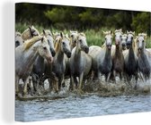 Canvas Schilderij Wilde paarden in het water in Camargue in Frankrijk - 120x80 cm - Wanddecoratie