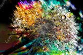 JJ-Art (Aluminium) 120x80 | Paardenbloem met waterdruppels – felle kleuren - abstract, kunst, woonkamer – slaapkamer | bloem, groen, geel, blauw, rood, modern | Foto-Schilderij print op Dibond (metaal wanddecoratie) | KIES JE MAAT