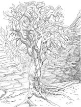 Kunstkaart Bomen 07 - wenskaart - zwart - wit