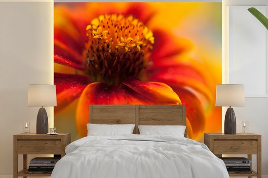 Behang - Fotobehang Close-up van een oranje zinnia bloem - Breedte 350 cm x hoogte 350 cm
