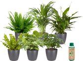 Ecoworld Kamerplanten in pot - Makkelijk te verzorgen soorten - 6 stuks - Ø 12 cm - Hoogte 30-40 cm incl. Potten Antraciet + Kamerplantenvoeding