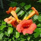 Campsis Radicans 'Flamenco' - Trompetbloem - 50-60 cm pot: Klimplant met felrode bloemen
