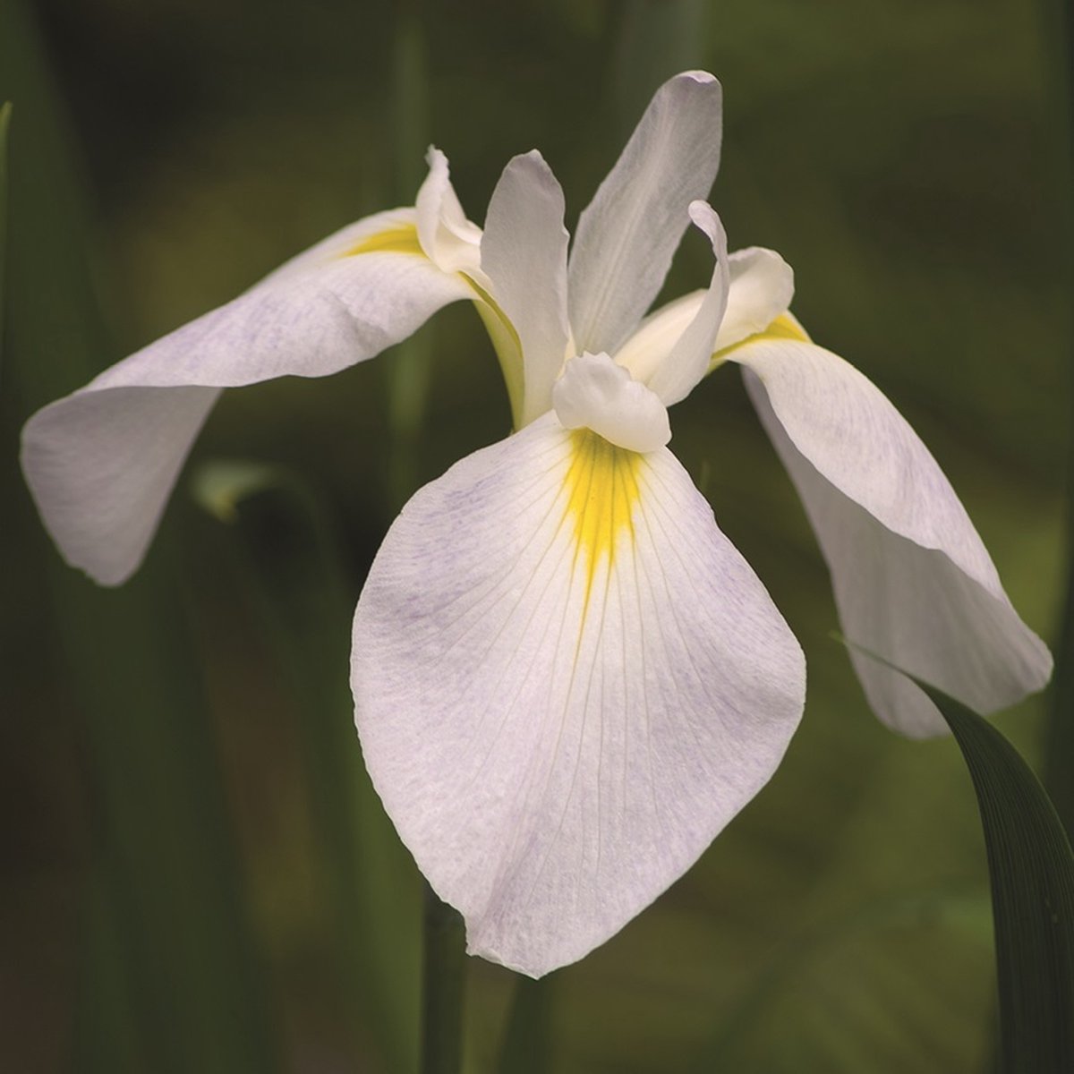 Lis blanc - 4 plantes - Iris Kaempferi Blanc 