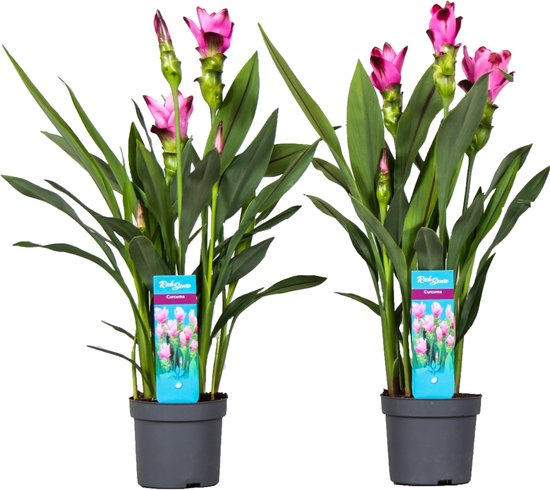 Plant in a Box - Curcuma 'Al Siam Supreme'- Set van 2 - Pot 13cm - Hoogte 50-60cm - Kurkuma - Kamerplanten - Bloeiend