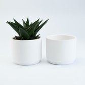 6 petits pots de fleurs en céramique blanche - D7/H6 cm - Idéal en remerciement ou sur le placard !