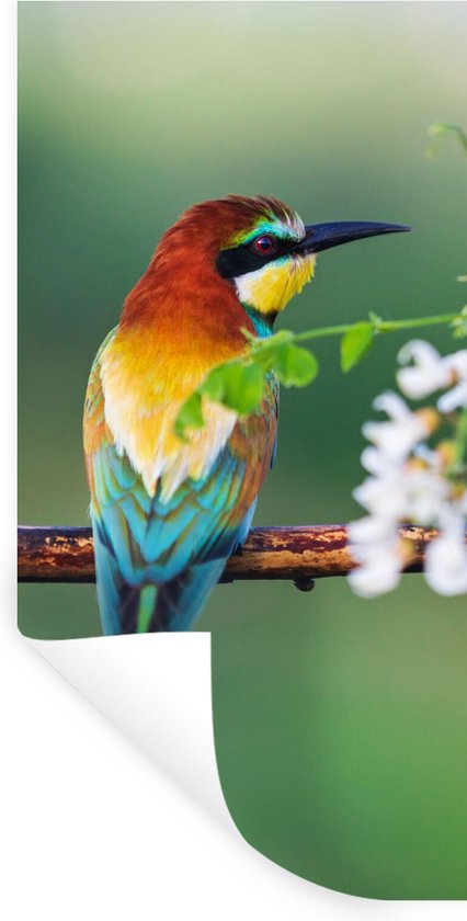 Foto: Muurstickers sticker folie vogel bijeneter bloemen 40x80 cm plakfolie muurstickers kinderkamer zelfklevend behang zelfklevend behangpapier stickerfolie