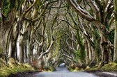 Celtic Tree - Tuindoek - Dark Hedges Ierland - 90x140cm - 3 jaar kleurgarantie - Natuur - Uitzicht - Grillige Bomen - Sprookjesachtig  - Buitenschilderij - Schilderij - Canvas - PB-Collection - Tuinposter - Tuinschilderij