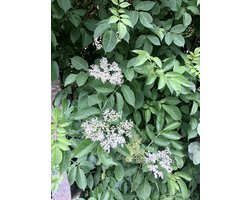 Sambucus nigra - Gewone Vlierstruik - 50-60 cm in pot