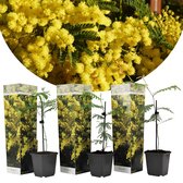 Plant in a Box - Acacia dealbata Mimosa - Set van 3 - Tuinplant met prachtige gele bloemen - Pot 9cm - Hoogte 25-40cm