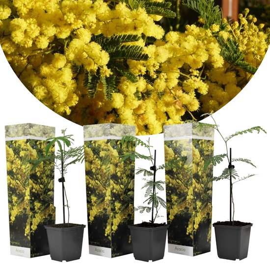 Foto: Plant in a box acacia dealbata mimosa set van 3 tuinplant met prachtige gele bloemen pot 9cm hoogte 25 40cm