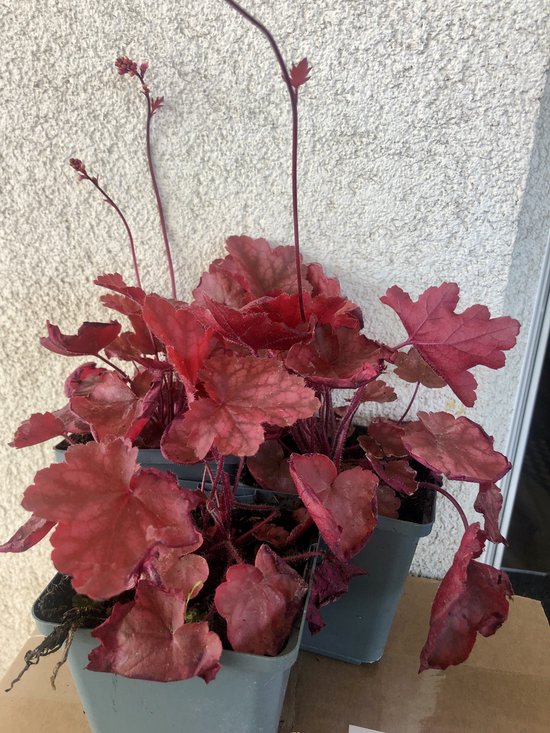 Foto: 6 x heuchera fire chief purperklokje in pot 9 x 9 cm