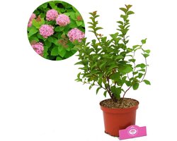 Spiraea densiflora, Roze spierstruik, Hoogte 30+cm, 2 liter pot