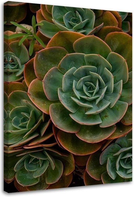 Trend24 - Canvas Schilderij - Groene Succulente Bloem - Schilderijen - Bloemen - 80x120x2 cm - Groen