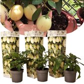 Plant in a Box - Solanum Muricatum 'Pepino gold' - Meloenpeer - Set van 3 - Pot 9cm - Hoogte 25-40cm
