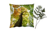 Coussins Coussins décoratifs - Oreillers Salon - 60x60 cm - Arbre - Nature - Forêt