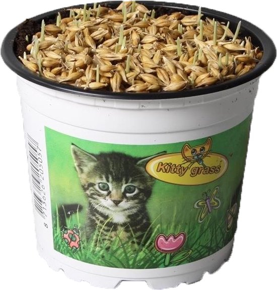 GimCat Herbe à chat en sachet de germes rapides - Catsnack - 2 x