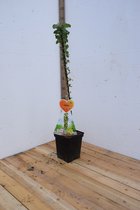 Green Sensation -Pommier colonne -Très compact- Arbre fruitier- 120 cm de haut- Cultivé en pot