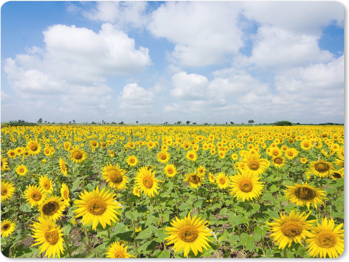 Muismat XXL 80x60 cm - Bureau onderlegger - Bureau mat Zonnebloemen - Bloemen - Wolken - Natuur - Geel - Landschap - Bureaumat - Gaming mousepad xl - Bureaulegger groot - Computer deskmat