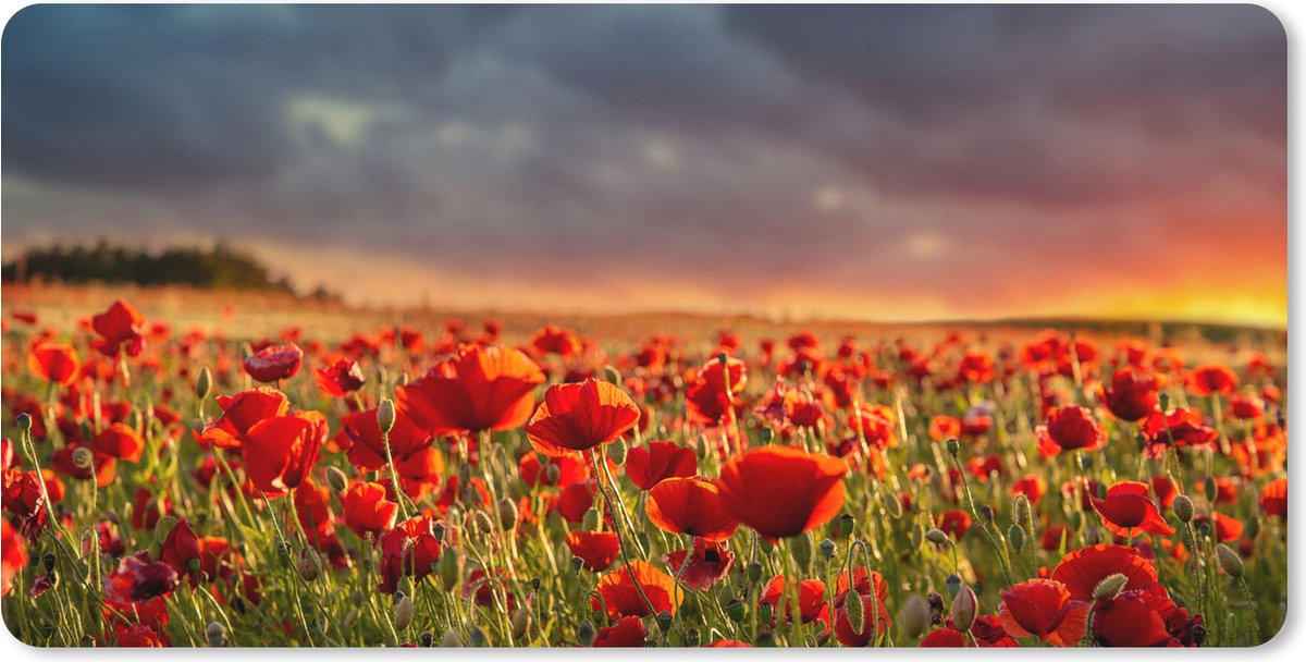 Muismat XXL 90x45 cm - Bureau onderlegger - Bureau mat Zonsondergang - Klaprozen - Rood - Bloemen - Veld - Natuur - Bureaumat - Gaming mousepad xl - Bureaulegger groot - Computer deskmat