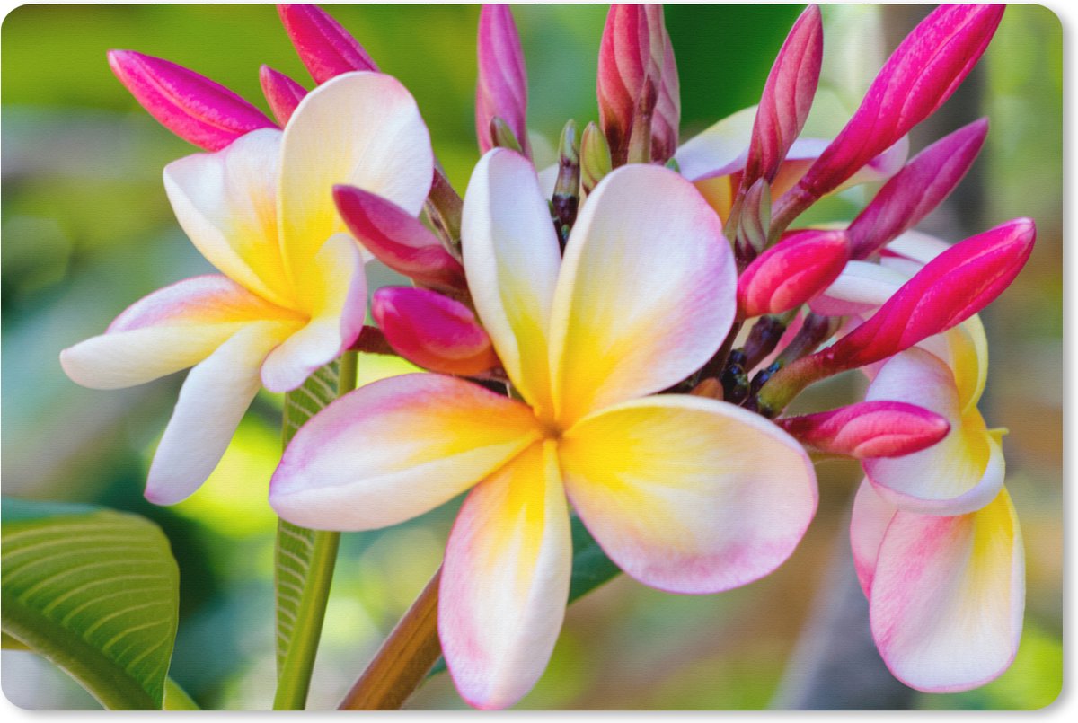 Muismat XXL 120x80 cm - Bureau onderlegger - Bureau mat Bloemen - Plumeria - Kleuren - Bureaumat - Gaming mousepad xl - Bureaulegger groot - Computer deskmat