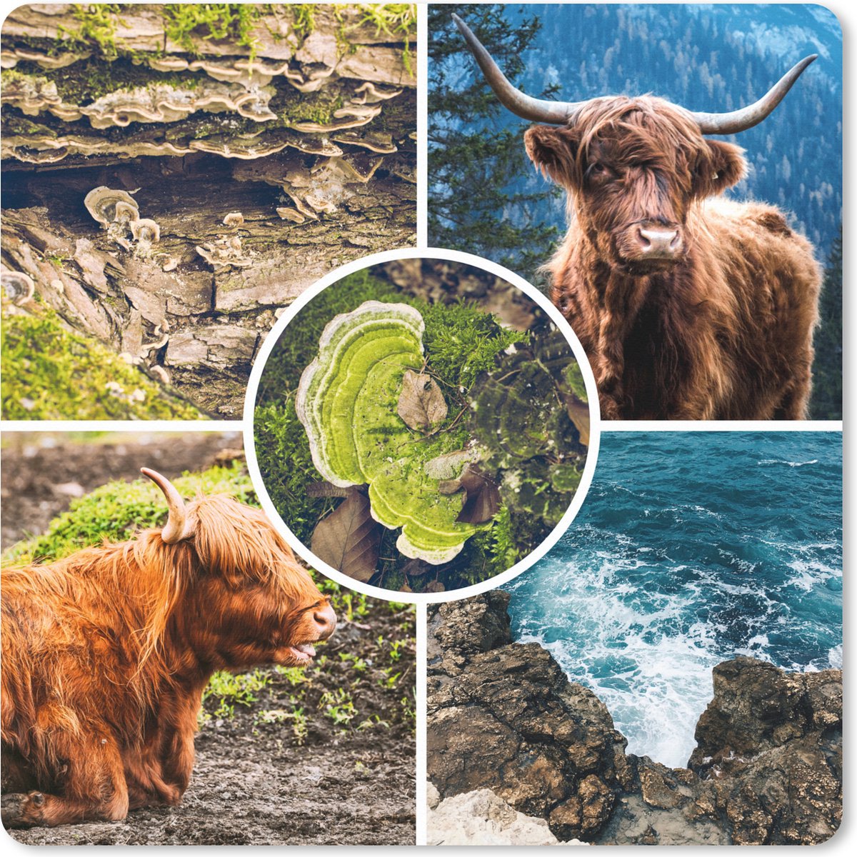 Muismat XXL 40x40 cm - Bureau onderlegger - Bureau mat Schotse hooglander - Dieren - Natuur - Bureaumat - Gaming mousepad xl - Bureaulegger groot - Computer deskmat