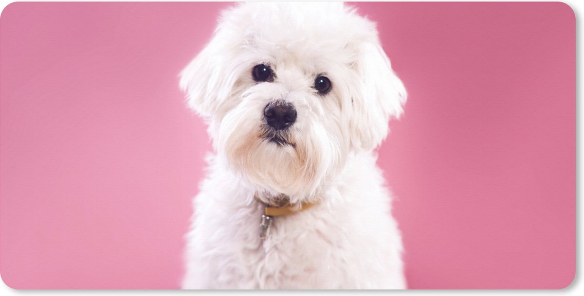 Muismat XXL 120x60 cm - Bureau onderlegger - Bureau mat Maltezer hond met een roze achtergrond - Bureaumat - Gaming mousepad xl - Bureaulegger groot - Computer deskmat