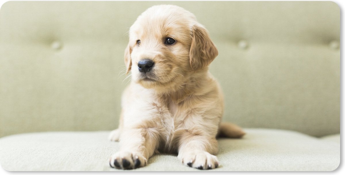 Muismat XXL 80x40 cm - Bureau onderlegger - Bureau mat Golden Retriever puppy liggend op de bank - Bureaumat - Gaming mousepad xl - Bureaulegger groot - Computer deskmat