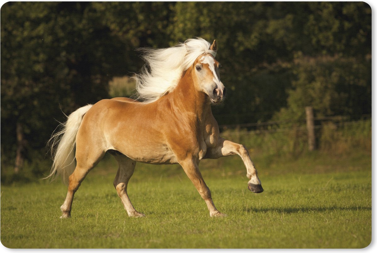 Muismat XXL 120x80 cm - Bureau onderlegger - Bureau mat Haflinger paard in galop - Bureaumat - Gaming mousepad xl - Bureaulegger groot - Computer deskmat
