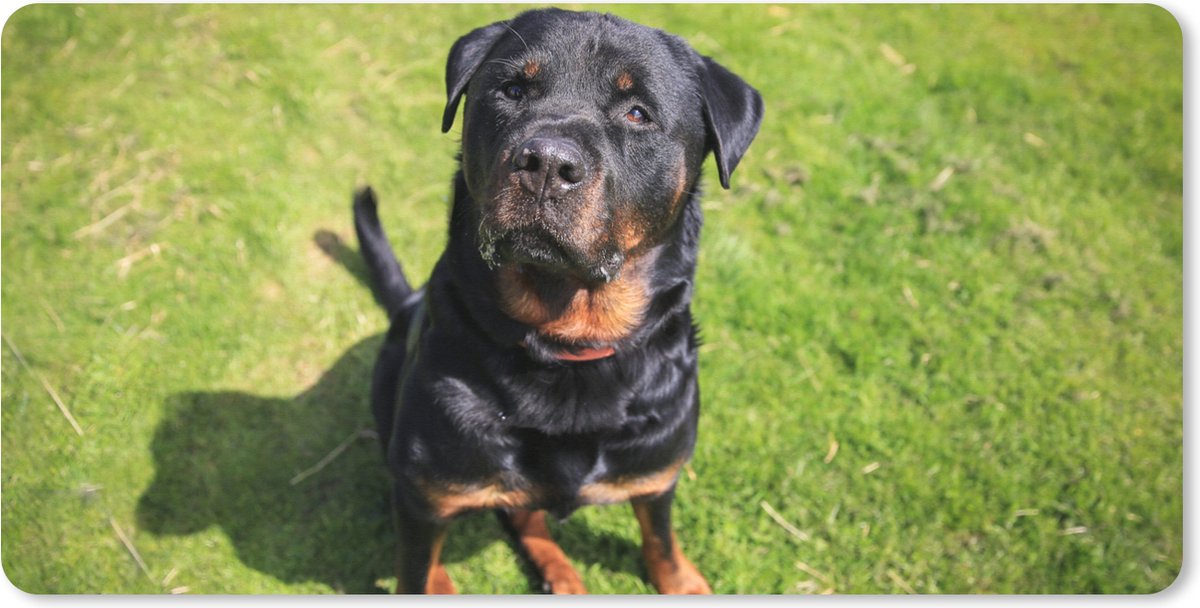 Muismat XXL 100x50 cm - Bureau onderlegger - Bureau mat Rottweiler kijkt naar zijn baasje - Bureaumat - Gaming mousepad xl - Bureaulegger groot - Computer deskmat