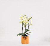 Phalaenopsis Multiflora wit in sierpot Molly Geel – bloeiende witte Orchidee – kamerplant - ↕40-55cm - Ø13 – geleverd met plantenpot – vers uit de kwekerij