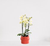 Phalaenopsis Multiflora wit in sierpot Madelon Oranjerood – bloeiende witte Orchidee – kamerplant - ↕40-55cm - Ø13 – geleverd met plantenpot – vers uit de kwekerij