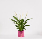 Spathiphyllum in sierpot Molly Roze – witte kamerplant – luchtzuiverende lepelplant - ↕35-50cm - Ø13 – geleverd met plantenpot – vers uit de kwekerij