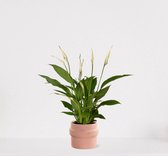 Spathiphyllum in sierpot Madelon Lichtroze – witte kamerplant – luchtzuiverende lepelplant - ↕35-50cm - Ø13 – geleverd met plantenpot – vers uit de kwekerij