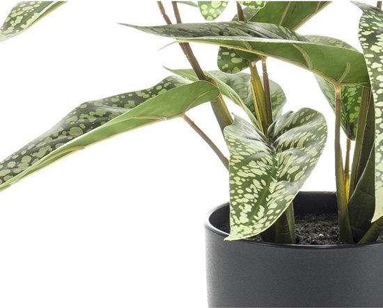 Eucalyptus takken bomen poster