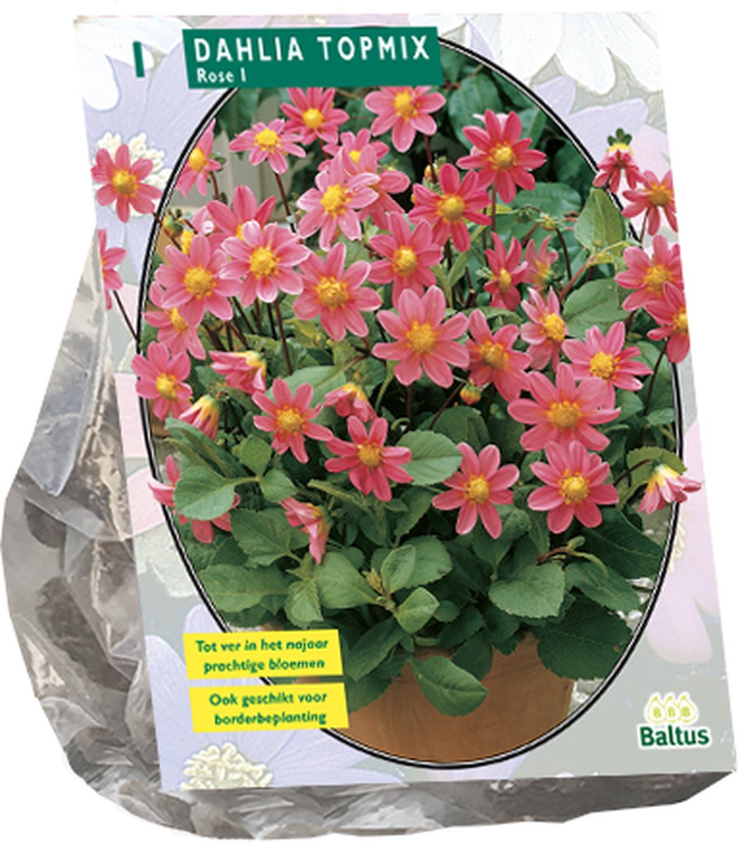 Dahlia Topmix Roze per 1 verpakt| Pluktuin | Snijbloem | Zomerbloeier | Baltus Bloembollen