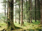 IXXI Forest - Wanddecoratie - Fotografie - 80 x 60 cm